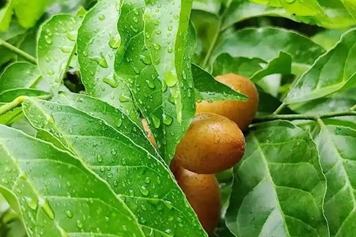 黄皮树叶