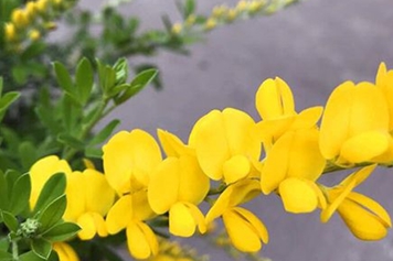 黄雀花