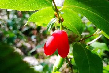 苦糖果