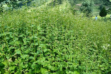 苦荞菜