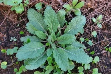 麻麻草