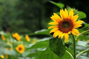 葵花
