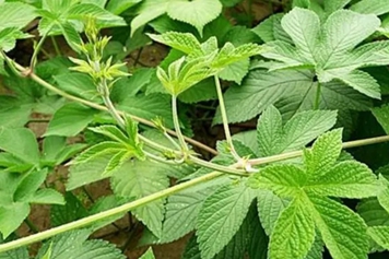 拉拉秧草