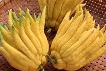 老香黄
