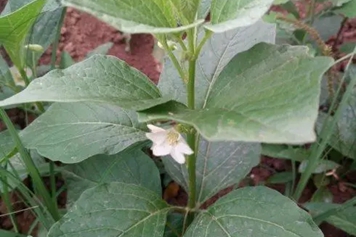 辣辣草