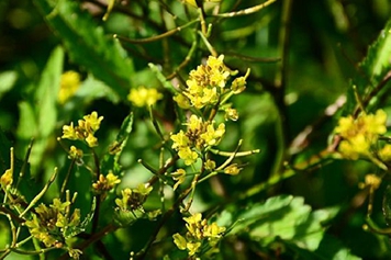 辣米菜