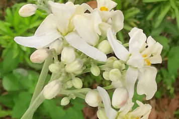 辣木花