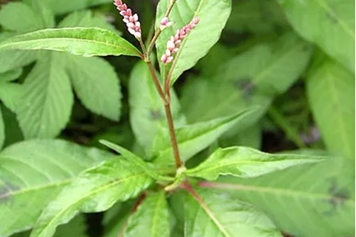 辣子草