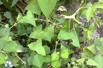 拦路虎草药