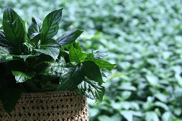 蓝草