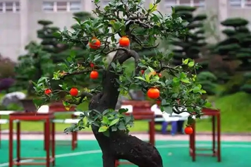 金弹子