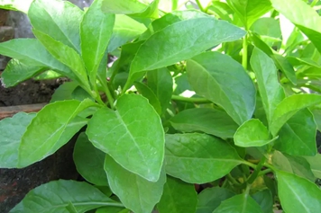 金鸡草