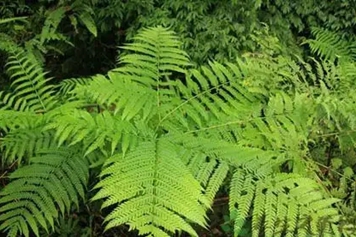金鸡尾