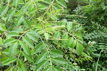 苦木苔
