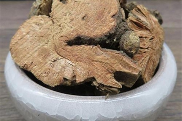 苦荞根
