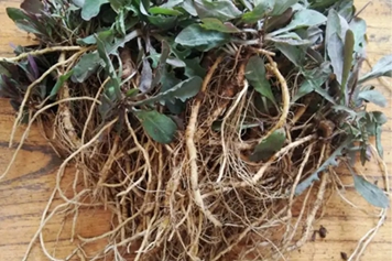 苦麻子根