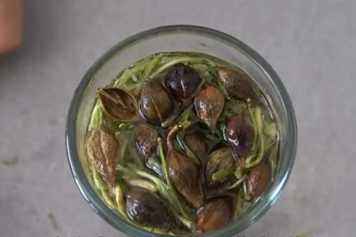金银花和连翘