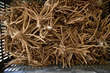 金针花根