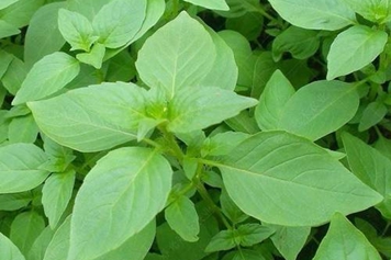 荆菜