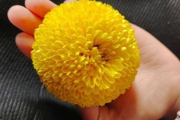 陶菊