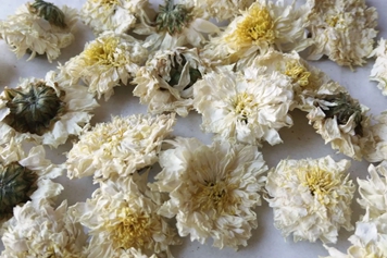 甜菊花