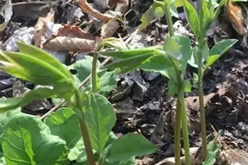 涝豆秧