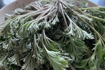 老白蒿