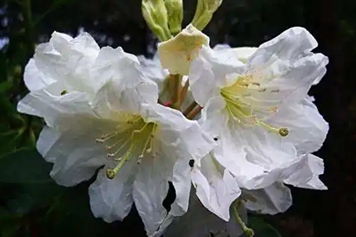 老白花