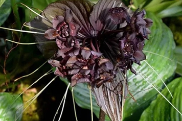 老虎须草