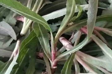 苦麻子菜