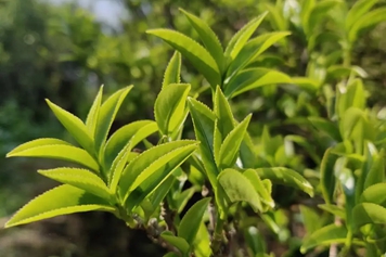 锯朵仔茶叶