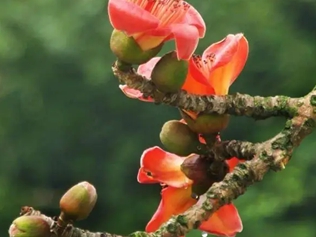 木棉花蒂
