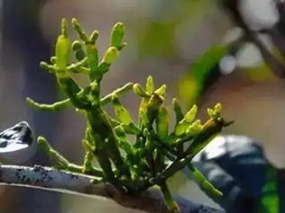 木棉树寄生茶