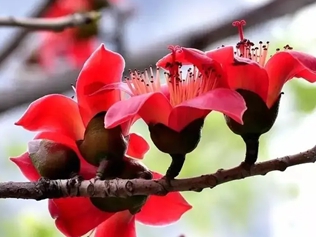 木棉树花