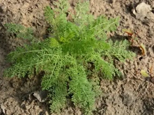 野菜咪咪蒿