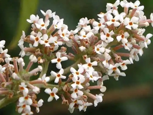 密蒙花