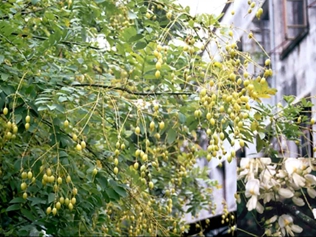 蜜槐角