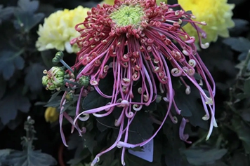 龙爪菊
