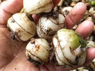毛慈菇