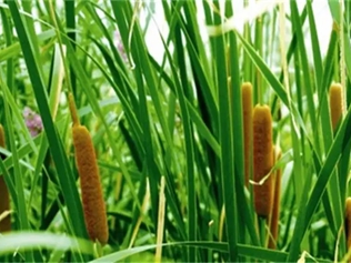 毛蜡烛