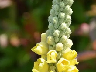 毛蕊花