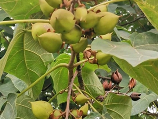 毛桐树