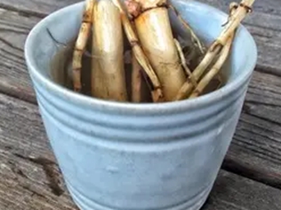 茅根芦根