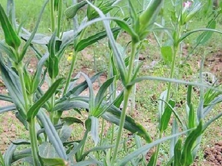 麦斗草
