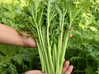 麦蒿菜