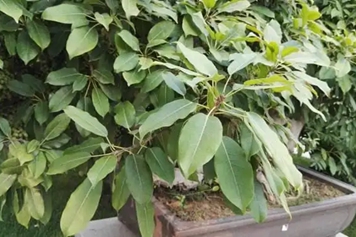 绿黄葛树
