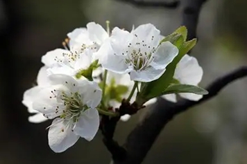 李子花