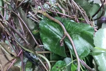 新鲜雷公根