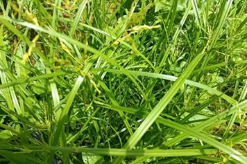 雷公头草