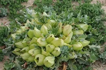 马尿泡